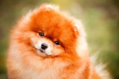 Doğa Pomeranian redhead
