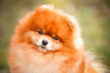 Doğa Pomeranian redhead