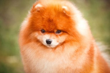 Doğa Pomeranian redhead