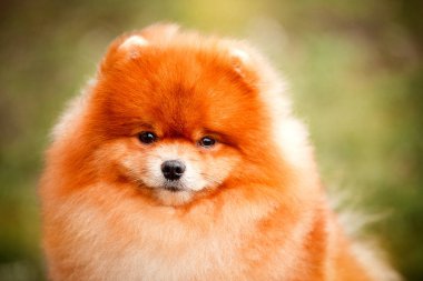Doğa Pomeranian redhead