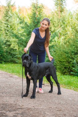 Bir köpeği Cane Corso İtalyan Mastiff ile deste