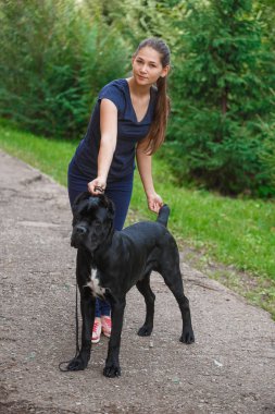 Bir köpeği Cane Corso İtalyan Mastiff ile deste