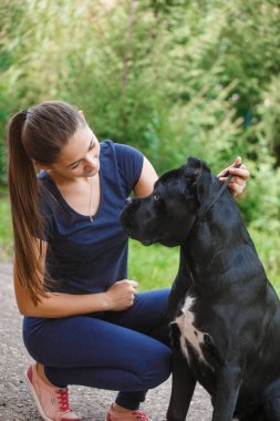 Bir köpeği Cane Corso İtalyan Mastiff ile deste