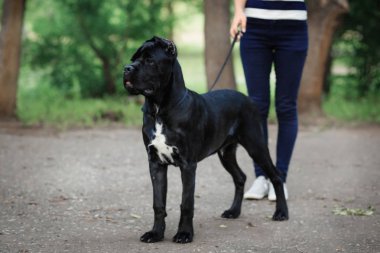 Bir köpeği Cane Corso İtalyan Mastiff ile deste