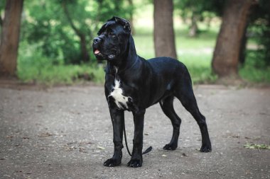 Yavru Cane Corso siyah renk arka plan doğa üzerinde