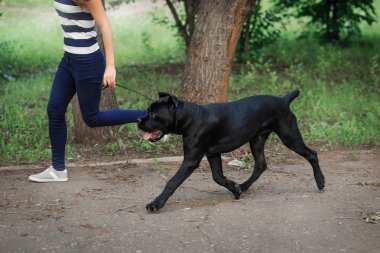 Bir köpeği Cane Corso İtalyan Mastiff ile deste