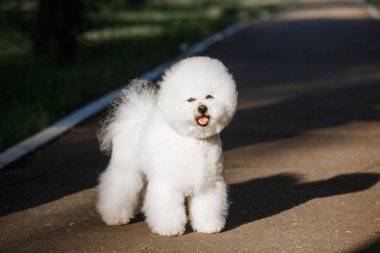 Bichon frize on nature background