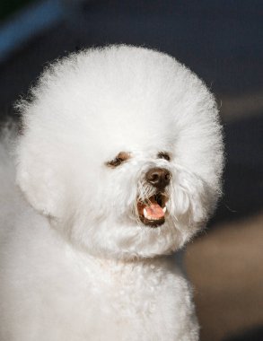 Bichon frize on nature background