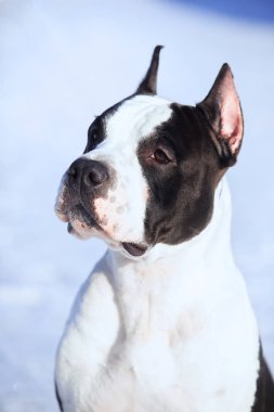 Amerikan Staffordshire Terrier kalmak içinde belgili tanımlık kar