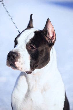 Amerikan Staffordshire Terrier kalmak içinde belgili tanımlık kar