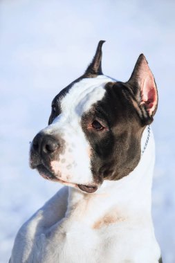 Amerikan Staffordshire Terrier kalmak içinde belgili tanımlık kar