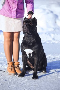 Bir köpeği Cane Corso İtalyan Mastiff ile deste
