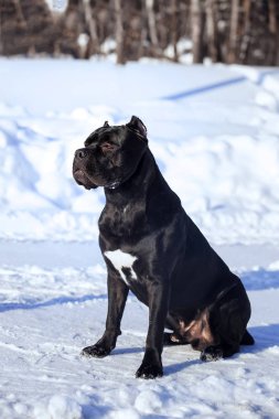 Cane corso Italiano köpek kış portresi