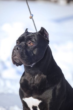Cane corso Italiano köpek kış portresi