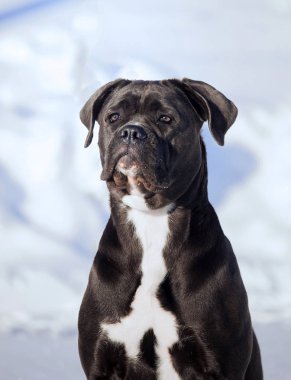 Cane corso Italiano köpek kış portresi