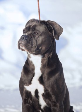 Cane corso Italiano köpek kış portresi