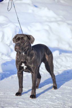Cane corso Italiano köpek kış portresi