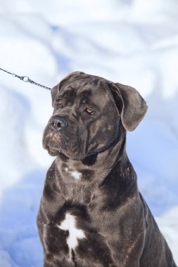 Cane corso Italiano köpek kış portresi