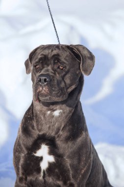 Cane corso Italiano köpek kış portresi