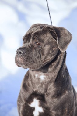 Cane corso Italiano köpek kış portresi