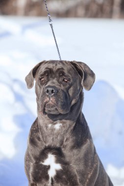 Cane corso Italiano köpek kış portresi