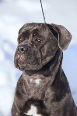 Cane corso Italiano köpek kış portresi
