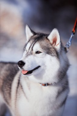 Karda husky köpek portresi