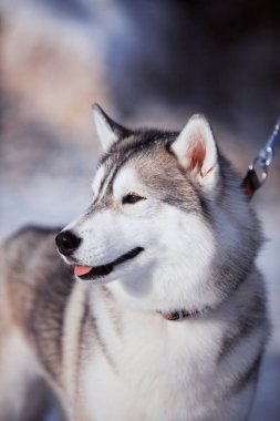 Karda husky köpek portresi