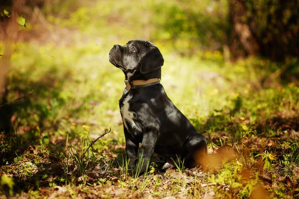 Pup Cane Corso zwarte kleur op de achtergrond van de natuur — Stockfoto