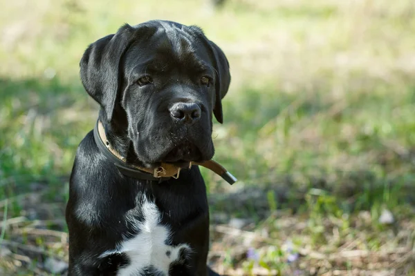 Pup Cane Corso zwarte kleur op de achtergrond van de natuur — Stockfoto