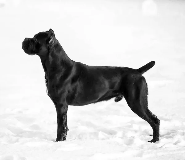 Canne corso, chien noir sur fond blanc — Photo