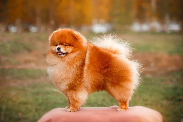 Pomeranian redhead in nature — Stock Photo, Image