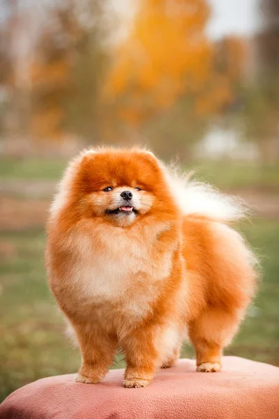 Pomeranian redhead in nature — Stock Photo, Image