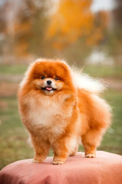 Pomeranian redhead in nature — Stock Photo, Image