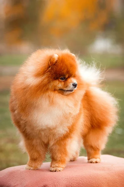 Pomeranian redhead in nature — Stock Photo, Image