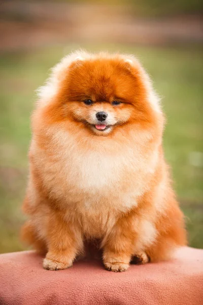 Doğa Pomeranian redhead