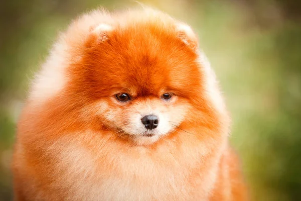 Pomerania rossa in natura — Foto Stock