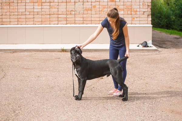 Manipulador com um cão Cana Corso Mastim italiano — Fotografia de Stock