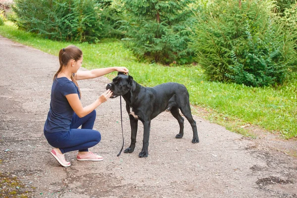 Egy kutya: Cane Corso olasz masztiff-kezelője — Stock Fotó