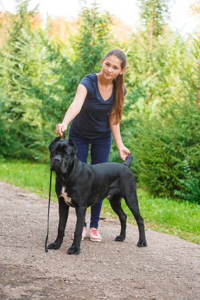 Egy kutya: Cane Corso olasz masztiff-kezelője — Stock Fotó