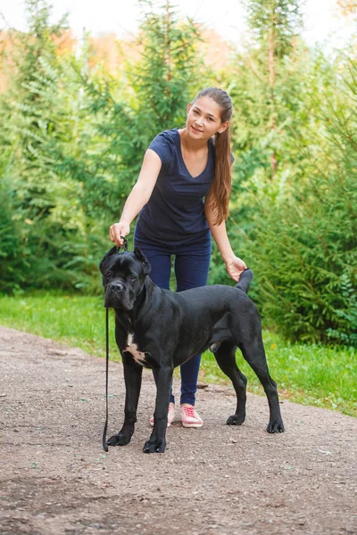 Egy kutya: Cane Corso olasz masztiff-kezelője — Stock Fotó