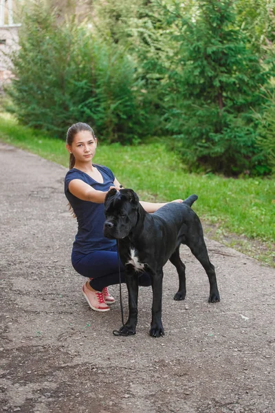 Handler met een hond Cane Corso Italiaanse Mastiff — Stockfoto