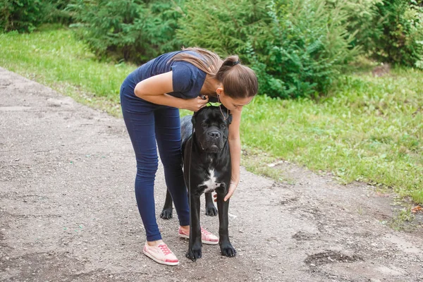 Manipulador com um cão Cana Corso Mastim italiano — Fotografia de Stock