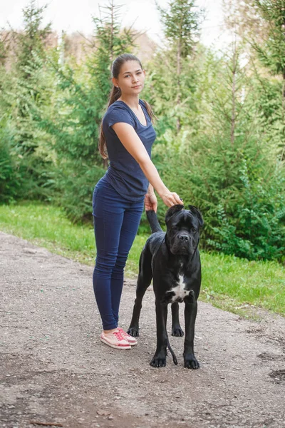 Куратор с собакой Кане Корсо Итальянский мастиф — стоковое фото