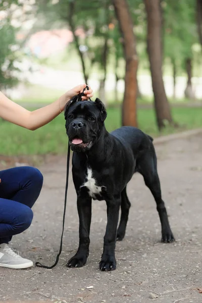 Manipulador com um cão Cana Corso Mastim italiano — Fotografia de Stock