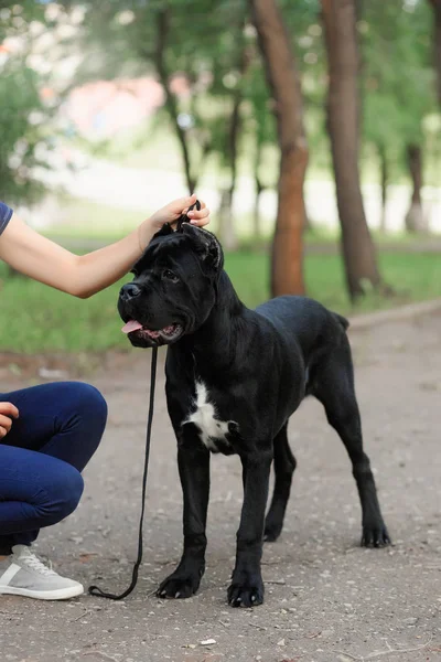 Bir köpeği Cane Corso İtalyan Mastiff ile deste — Stok fotoğraf