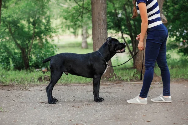 Egy kutya: Cane Corso olasz masztiff-kezelője — Stock Fotó