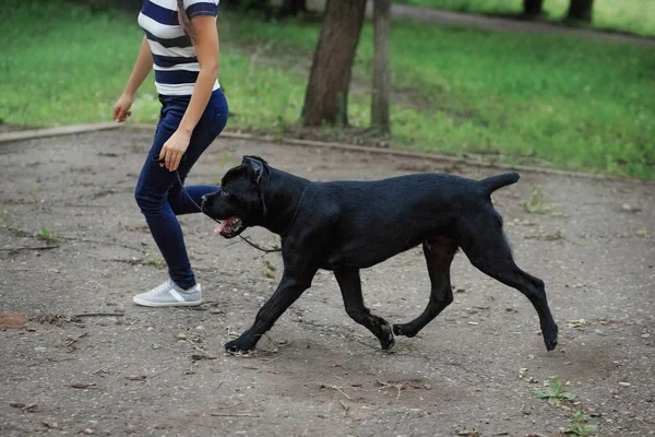 Manipulador com um cão Cana Corso Mastim italiano — Fotografia de Stock