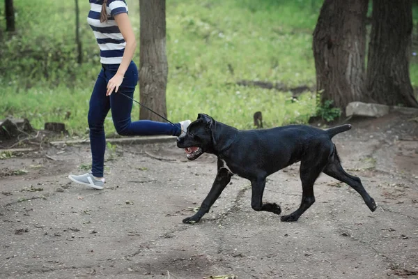 Handler med en hund Cane Corso italiensk Mastiff — Stockfoto