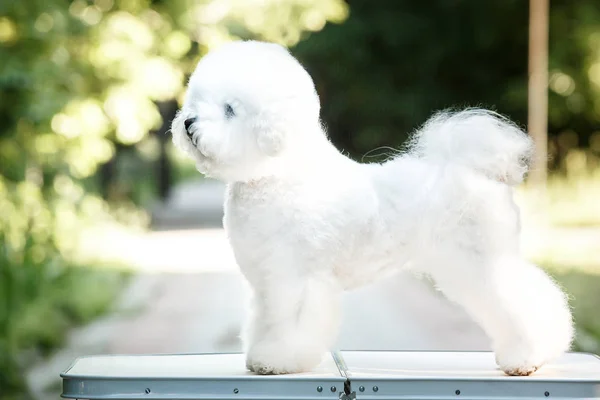 Bichon frize sullo sfondo della natura — Foto Stock